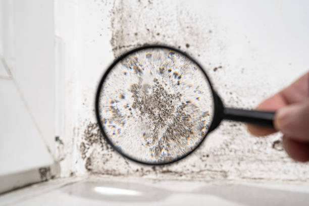 Best Black Mold Removal  in North Syracuse, NY