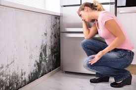 Best Mold Prevention Services  in North Syracuse, NY